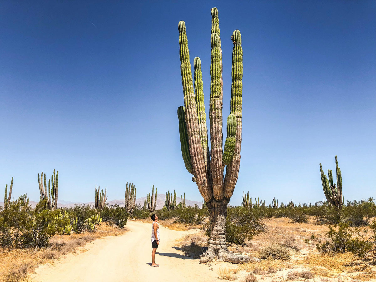 Looking up at cactus